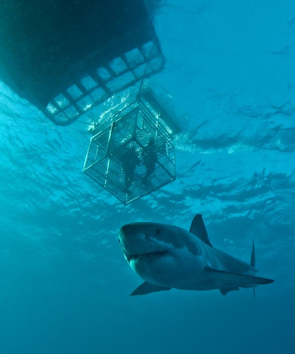 Rodney Fox Shark Expeditions
