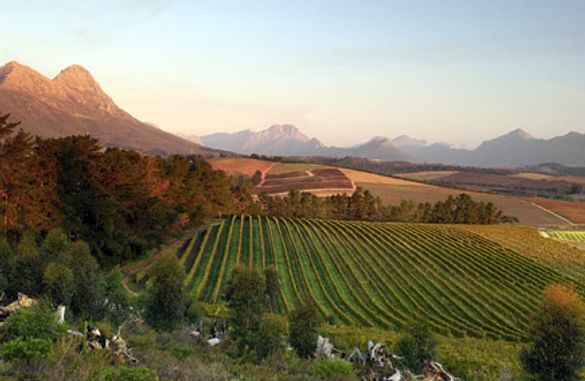 Delhiem Wine Estate