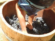 Grape stomping