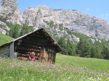 Wildflower meadow, Dolomites