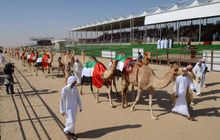 Al Dhafra Camel Festival 