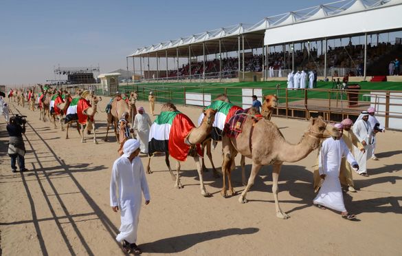 Al Dhafra Camel Festival 