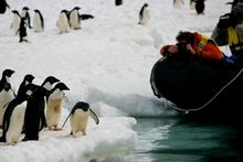 Penguins In Antarctica