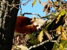 Meili The New Red Panda Arrives At Lake District Wildlife Park