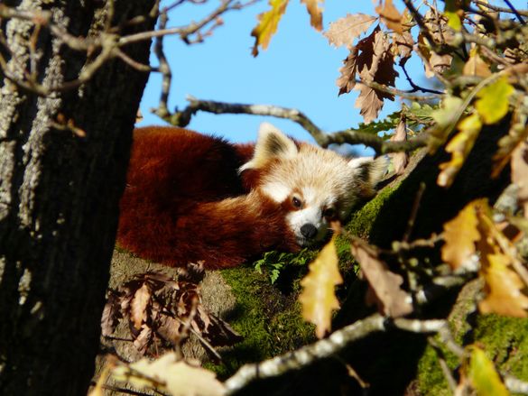 Meili The New Red Panda Arrives At Lake District Wildlife Park