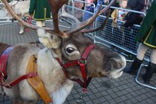 Reindeer outside Snozone