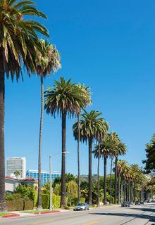 Palm Trees on Doheny Avenue