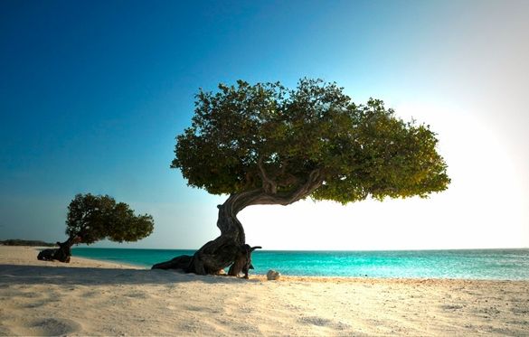 Divi Divi Tree, Eagle Beach, Aruba 