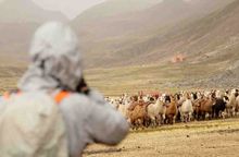 Alpacas Path, Peru