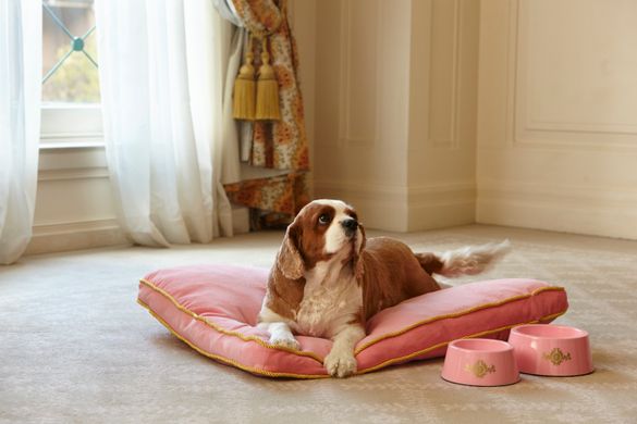 Langham Sydney Dog