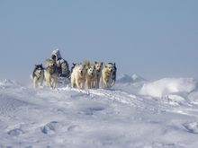 Hudson Bay Quest Dog Musher