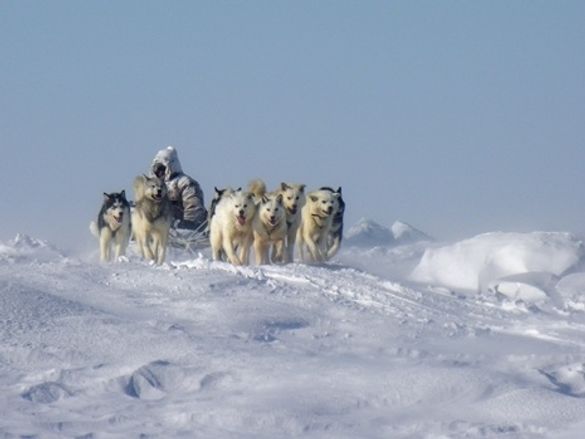Hudson Bay Quest Dog Musher