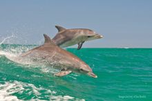 Wild Dolphins