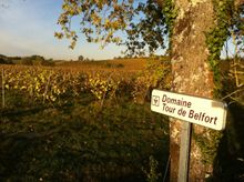 Domaine Tour De Belfort vines