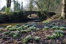 Snottish Snowdrops