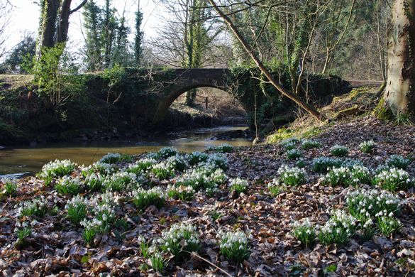 Snottish Snowdrops