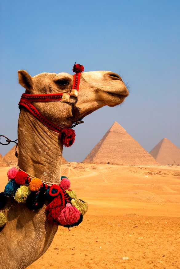 Camel At The Pyramids