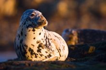 Seal On Islay