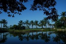 Lake 7th Bukit Jawi Golf Course Malaysia