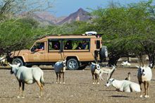 Nature Reserve - Sir Bani Yas Island 