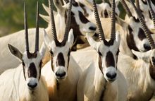 Anantara Al Sahel