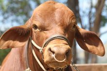 The Bull Shop
