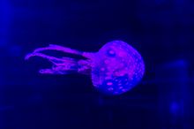 Underwater World 