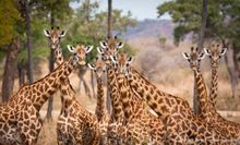 Giraffe-Ruaha National Park-Marius Swart