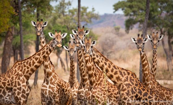 Giraffe-Ruaha National Park-Marius Swart