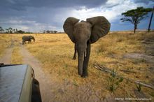 Elephant - Ruaha National Park-Game Drive-Marius Swart