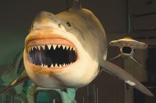 Megalodon Exhibit