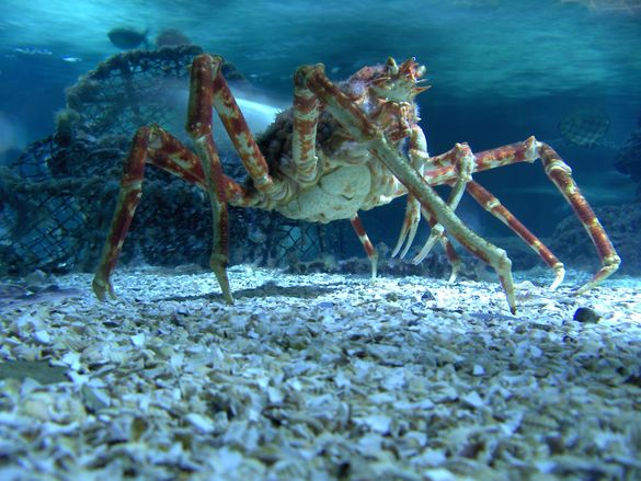 Japanese Spider Crab 