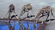 Giraffes Coming To Drink At The Waters Edge In Zimbabwes Premier Game Reserve, Hwange National Park