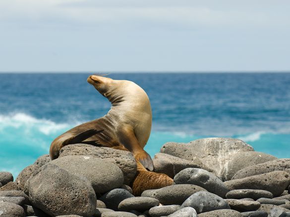 Galapagos Seal On Rocks