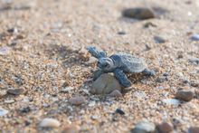 This loggerhead will travel thousands of kilometres before returning to the area she was born 30 years later to nest