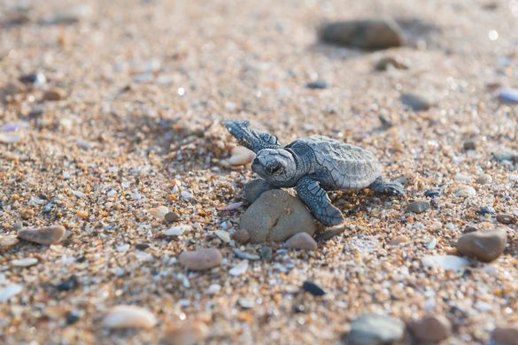This loggerhead will travel thousands of kilometres before returning to the area she was born 30 years later to nest