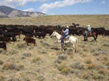 Cattle Drive At The Lonesome Spur