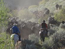 Cowboy Cattle Drive, Dryhead Ranch, Montana