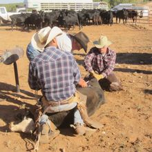 Branding, Creek Ranch (New Mexico) Ranch Rider