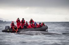 One Ocean Expeditions  