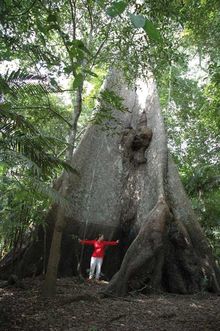 The Amazon