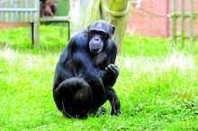 Chimp At Twycross Zoo, Part Of The Stay Play Explore Short Breaks