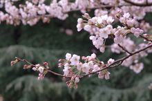 Cherry Blossoms