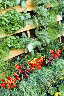 Sacramento Farm-to-Fork Festival