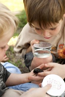 Bug Time On The Safari
