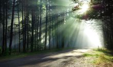 Trees for Earth Day