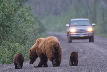 Grizzly bear family on the Dempster Highway, Yukon