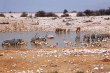 African journey 02 Waterhole