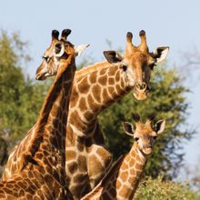 Kruger & Swaziland A small group of giraffes in K… South Africa