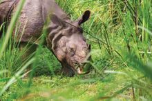 The Annapurnas & Chitwan shutterstock_404373…itwan, Nepal